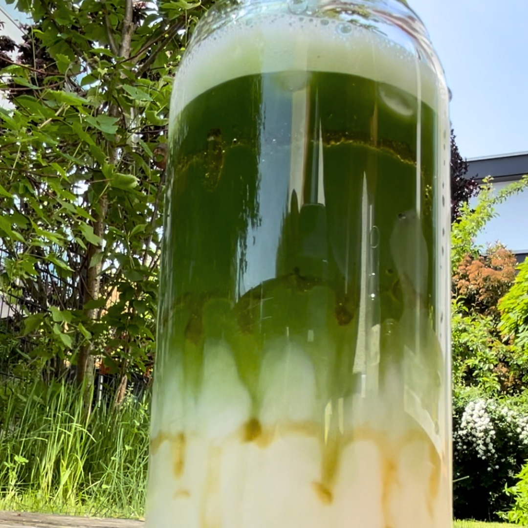 Iced Matcha mit Honig